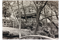 Fort Worth Japanese Garden 15.1, Trees, June 1986, Beth Collins (088-007-021)