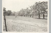Riley Cemetery, Colleyville, 1984  090-073-080)