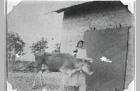 Bidault woman with cow (007-045-445)