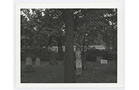 Witten Cemetery, Trees (001)
