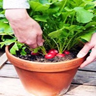 Radishes in a pot
