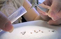 sorting mosquitoes